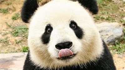 بالفيديو والصور.. أطرف لقطات استجمام الباندا في بركة مياه