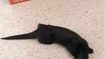 بالفيديو والصور.. ثعلب الماء يقتحم متجرا ويعض رجلا