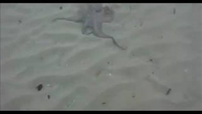 بالفيديو والصور.. أخطبوط يرفض التخلي عن غواص باليونان