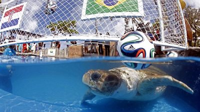 على طريقة الإخطبوط 