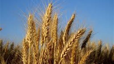 باحثة: رش نباتات القمح بالزنك يزيد المحصول كما وكيفا