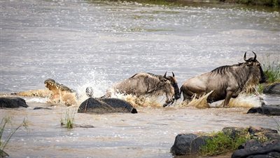 بالصور.. قفزة تنقذ حيوانا بريا من فك تمساح جائع