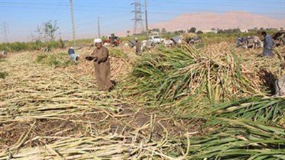 استلام 2.6 مليون طن قصب من المزارعين وإنتاج 260 ألف طن سكر محلي