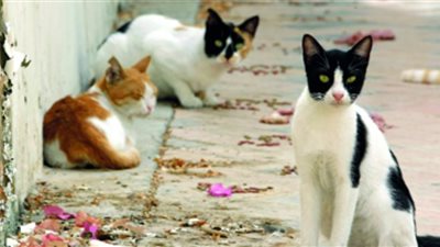 فيروس الإيدز لدى القطط يضرب قرية دنماركية