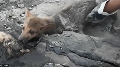 بالفيديو والصور.. إنقاذ 3 كلاب عالقة في القطران