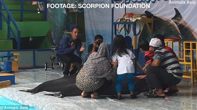 بالفيديو والصور.. مأساة الحيوانات بسيرك إندونيسي متنقل