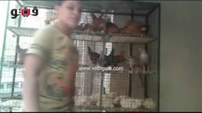 بالفيديو.. الدجاج الأبيض يسجل 25.5 جنيها بالأسواق