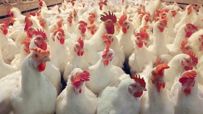 حملة تموينية على محال الدواجن بالسلام