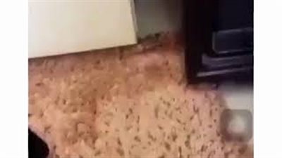 ماذا فعلت خليجية مع خادمتها بعد اكتشاف سرقتها لها (فيديو)