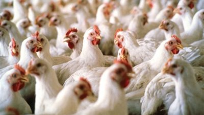حقيقة استخدام حبوب منع الحمل والهرمونات في تغذية الدواجن