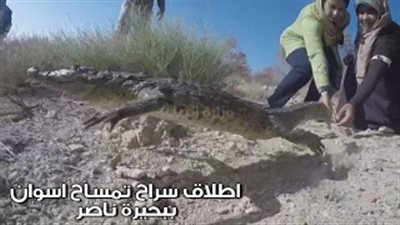 بالفيديو.. إطلاق سراح تمساح جزيرة النباتات ببحيرة ناصر