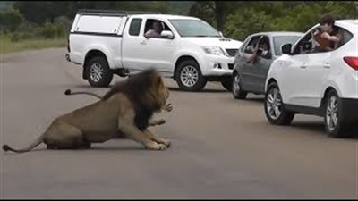 بالفيديو والصور.. أسد يثير فزع أطفال بمنتزه كروجر الوطني
