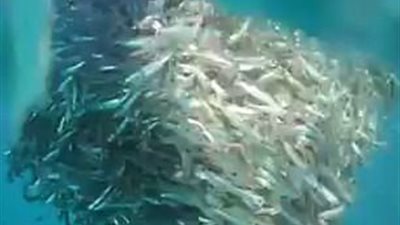 بالفيديو والصور.. صراع مخيف بين نوارس وأسماك قرش على الطعام