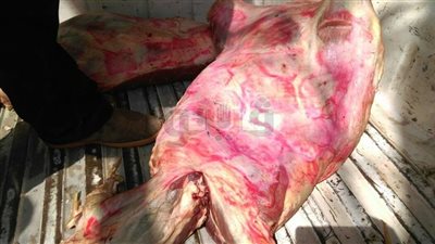 ضبط لحوم مذبوحة خارج المجازر في حلوان (صور)