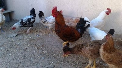 الدواجن البلدي تسجل 23 جنيهًا في القليوبية