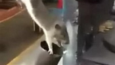 بالفيديو والصور.. رجال يعذبون فأرا ويطلقونه في الهواء