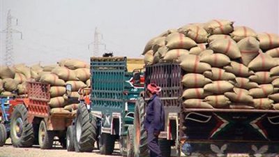 تموين المنيا تخصص 52 شونة وصومعة لاستلام القمح