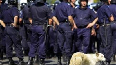 رومانيا تستخدم الكلاب الضالة فى حملة للحد من حوادث المرور