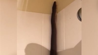 ثعبان ضخم يفاجئ رجلا بحمام منزله (فيديو)