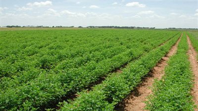 «الفلاحين» تطالب بتطبيق قانون الاحتكار على مافيا الأرز