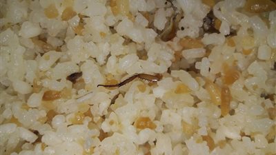 حشرات داخل وجبات المدينة الجامعية بالوادي الجديد