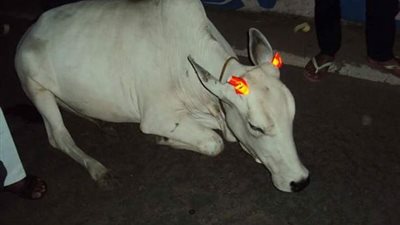 بالصور.. ملصقات مضيئة على قرون البقر بالهند لمنع الحوادث المرورية