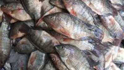 «البلطي» يسجل 13 جنيها بسوق الجملة