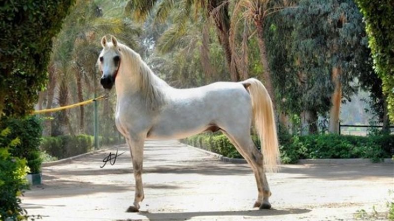  الحصان تجويد