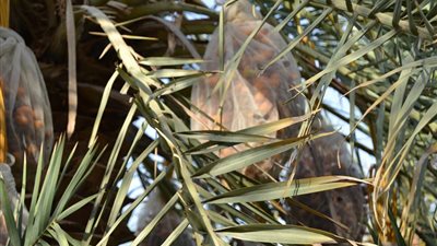 فلاحو الوادي الجديد يطالبون بحماية مزارع البلح من السرقة