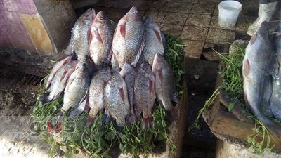 بالصور.. ارتفاع حاد في أسعار الأسماك بالجيزة.. والبوري بـ50 جنيها