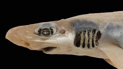 للمرة الأولي.. اكتشاف سمكة قرش بدون جلد في جزيرة سردينيا