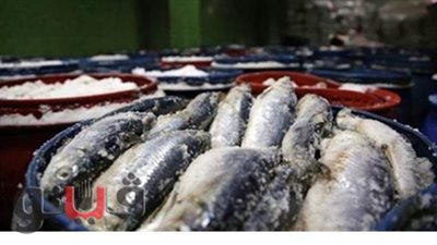 ضبط صاحب مصنع بحوزته 3 أطنان  أسماك مملحة مجهولة المصدر بالشرقية