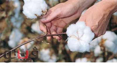 الغرفة التجارية بكفر الشيخ تطالب بتفعيل دور وزارة الزراعة للحفاظ على القطن
