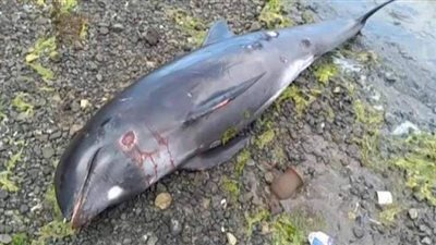بسبب تسرب نفطي.. العثور على 39 دولفين نافق في موريشيوس