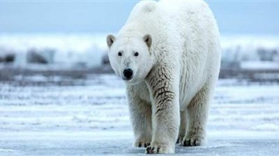 مقتل شخص علي يد دب قطبي في جزر سفالبارد بالنرويج