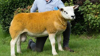 عمره 6 أشهر ومن سلالة تيكسل.. بيع أغلى خروف في العالم بمبلغ يفوق ثمن سيارة فيراري | صور