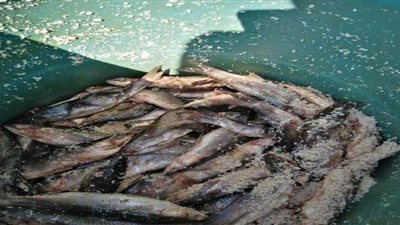 ضبط ٢ طن أسماك فاسدة  في حملة بالقليوبية