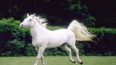 مقتل 30 من الخيول بطريقة وحشية بفرنسا في ظروف غامضة