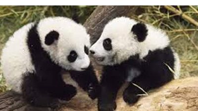 الداودى : قنا الأولى بالصعيد فى تحصين الحيوانات ضد الحمى القلاعية