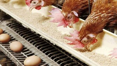 بورصة الدواجن اليوم الثلاثاء  2020/9/1