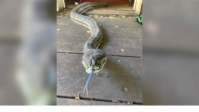 ثعبانان يحطمان سقف منزل أثناء تنافسهما على أنثى