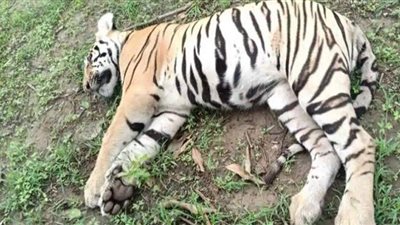 مصرع أنثى نمر سومطري نادرة في إندونيسيا بسبب فخ