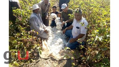 بدء موسم جني القطن بالقنطرة شرق الإسماعيلية | صور