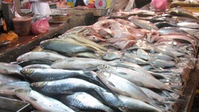 اسعار الأسماك في سوق العبور لتجارة الجملة 2020/9/3
