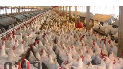 ضبط 1100 عبوة أدوية بيطرية مجهولة المصدر بكفر الشيخ