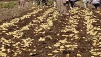 زراعة الغربية: توفير  330 طن تقاوي بطاطس مستوردة