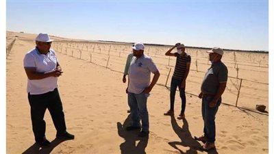 مشروع لزراعة وإنتاج الزيتون على مساحة ١٠٠٠ فدان بالوادى الجديد