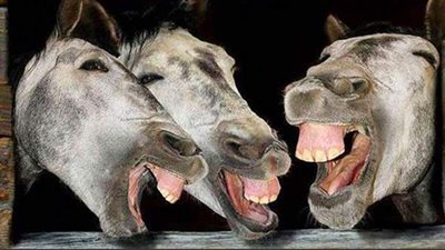 تفسير حلم الحمار في المنام وعلاقته بالتخلص من المشاكل وإنجاب الحامل ذكورًا