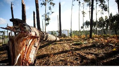 إنقاذ رجل علق تحت شجرة لمدة 4 أيام