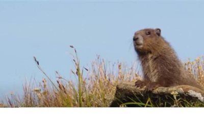 تأكيد حالة إصابة بمرض الطاعون في منغوليا